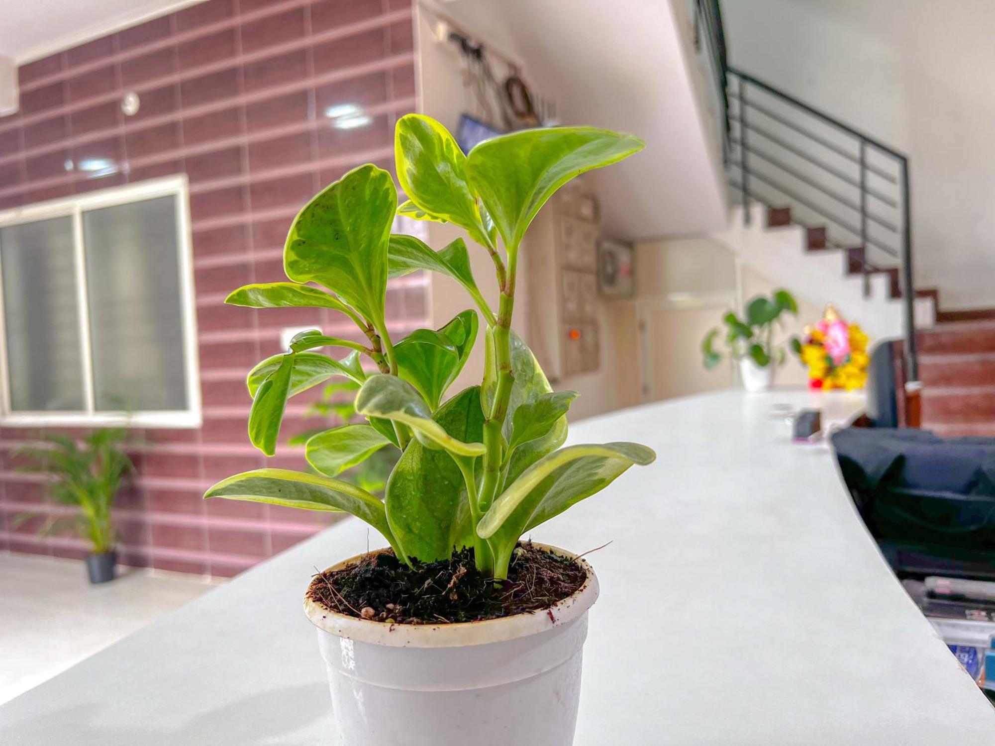 Hotel Elite By Agira Hotels-Free Airport Pickup Or Drop Yelahanka エクステリア 写真